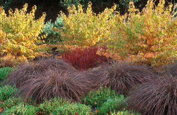 Carex Comans