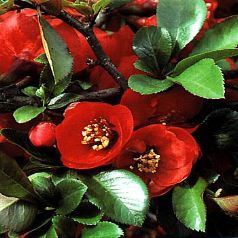CHAENOMELES X.superba Nicoline