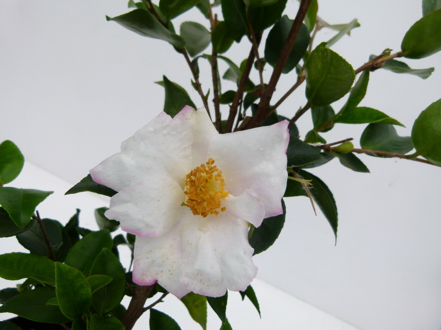 CAMELLIA sasanqua Yoimachi