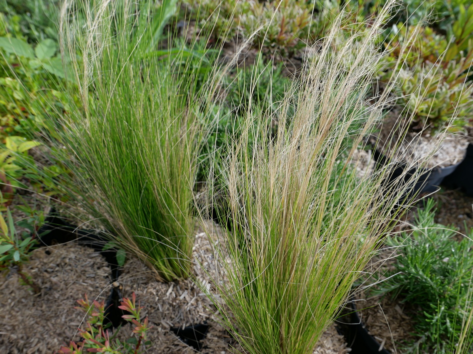 STIPA tenuifolia