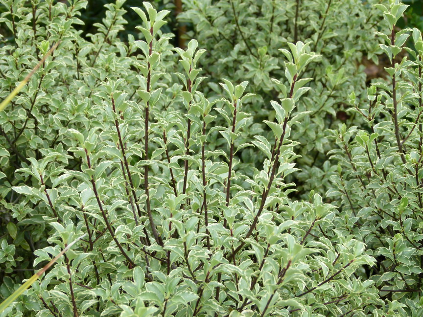 PITTOSPORUM tenuifolium Silver Magic