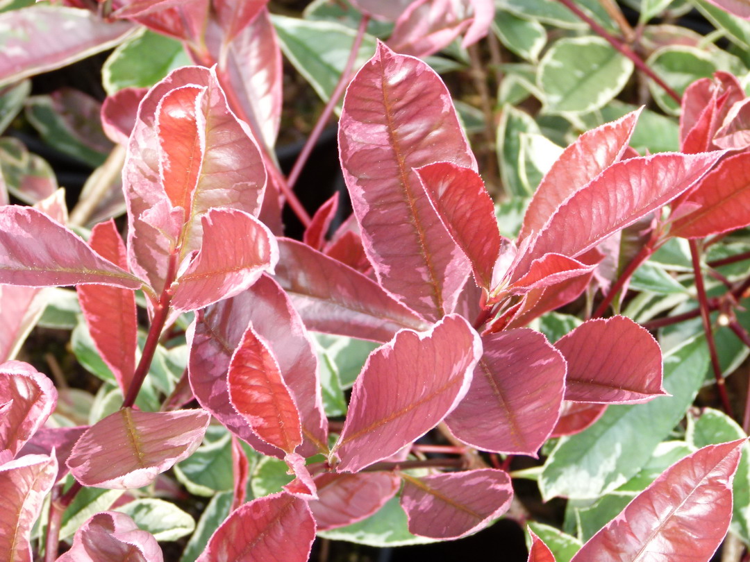 PHOTINIA x.fraseri Pink Marble ®