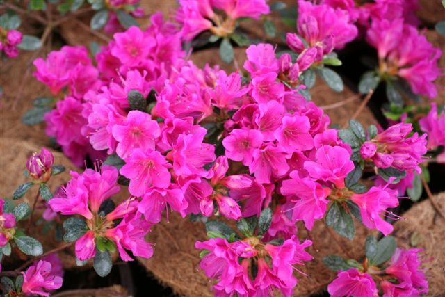 AZALEA japonaise Geisha Purple