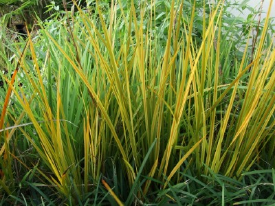 LIBERTIA peregrinans Gold Leaf