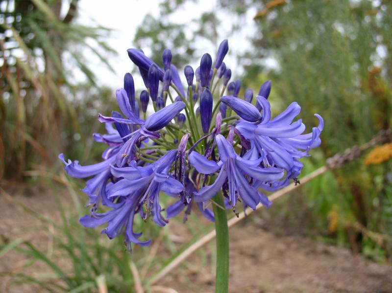 AGAPANTHUS Jack's Blue