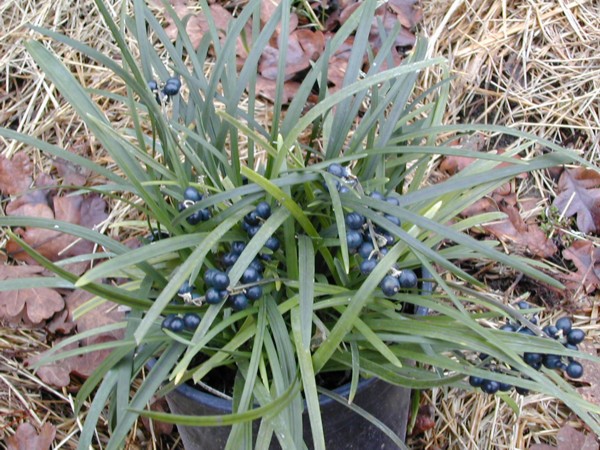 OPHIOPOGON japonicus Kyoto