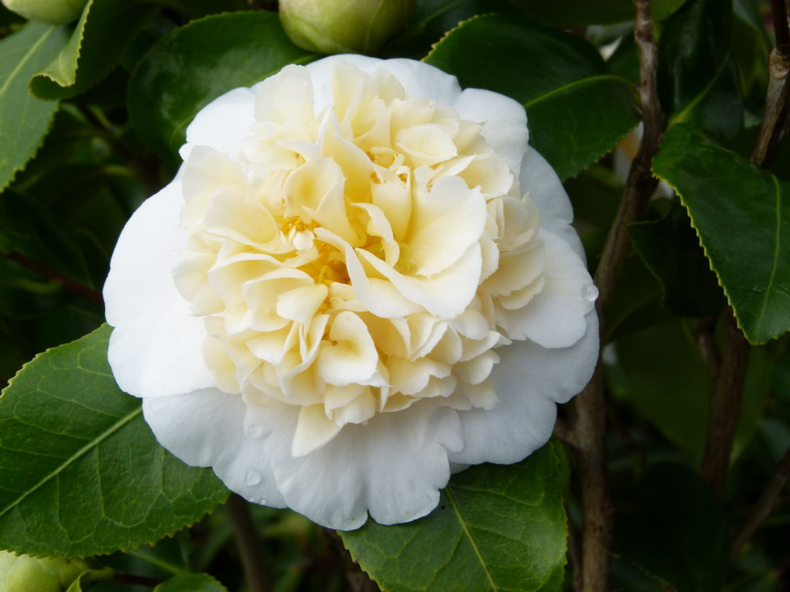 CAMELLIA x.williamsii Jury's Yellow