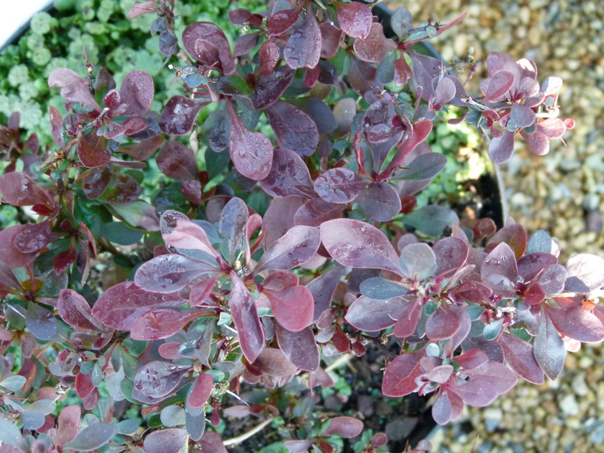BERBERIS thunbergii Atropurpurea