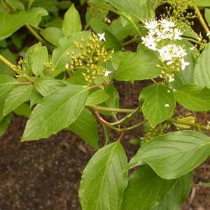 CORNUS stolonifera Flaviramea