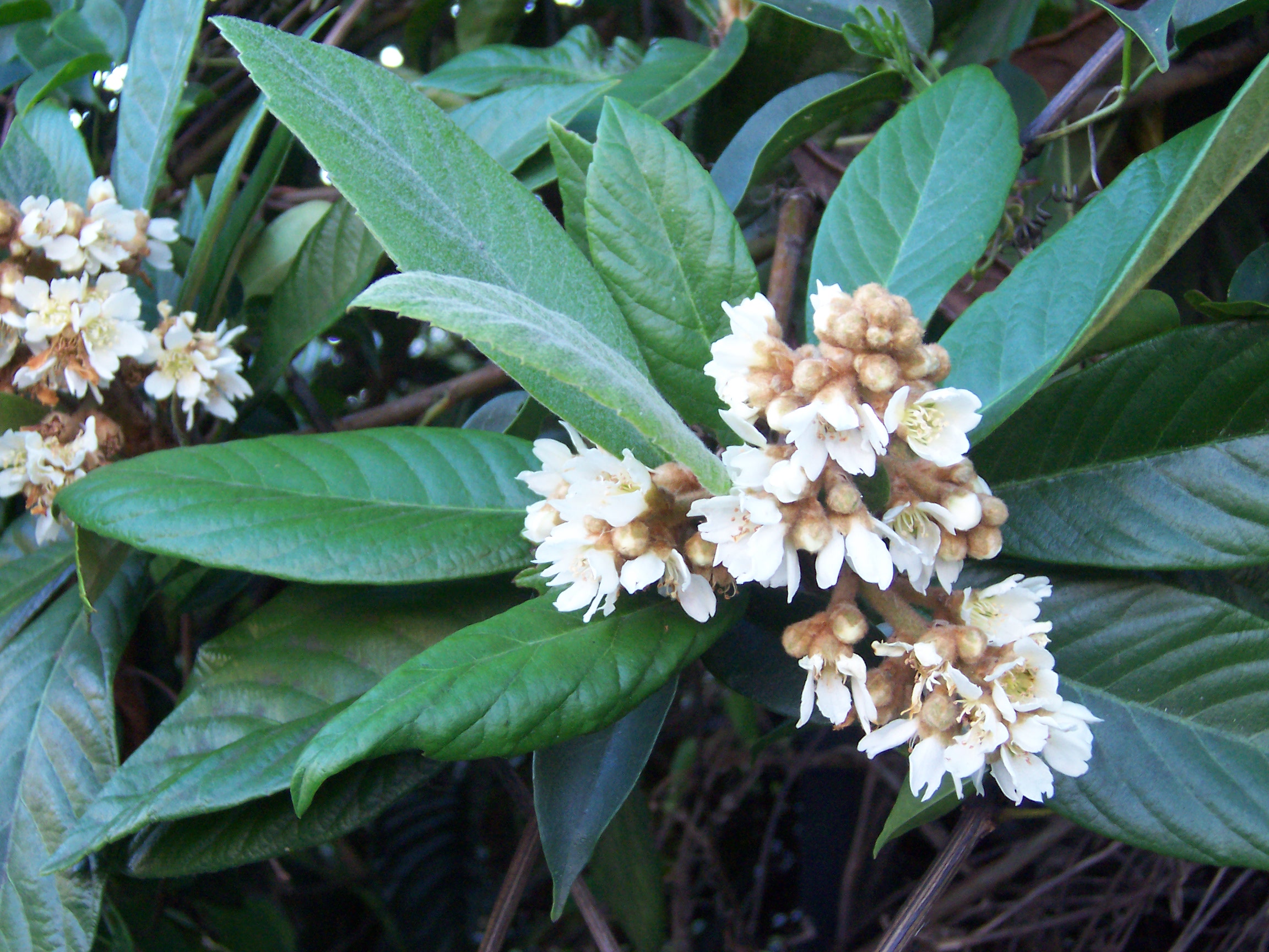 ERIOBOTRYA japonica | Néflier du Japon, Bibacier ...