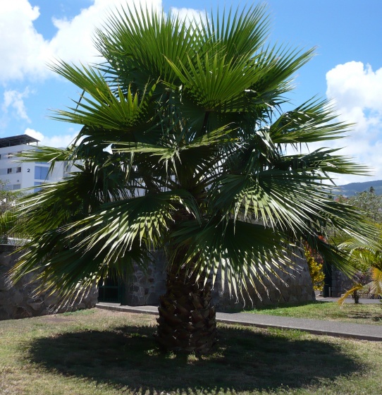 WASHINGTONIA robusta