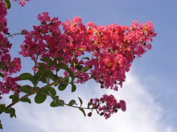 LAGERSTROEMIA indica Rubra