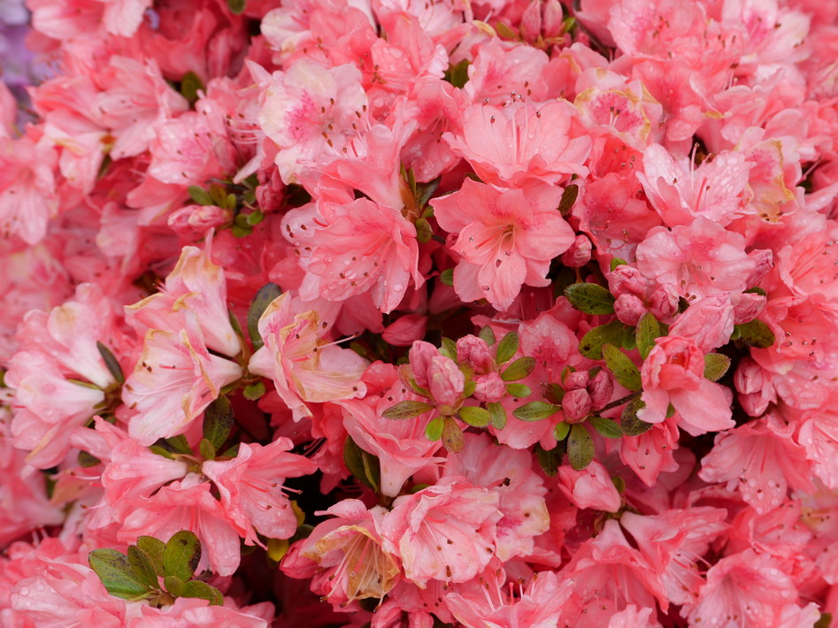 AZALEA japonaise Blaauw's Pink