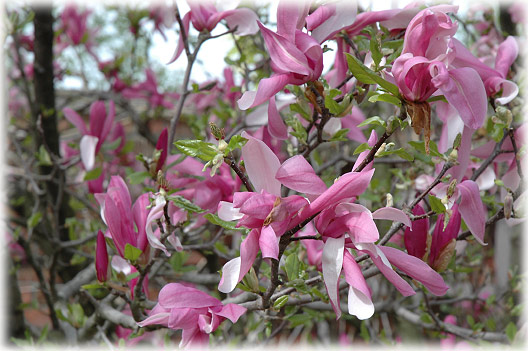 MAGNOLIA Betty