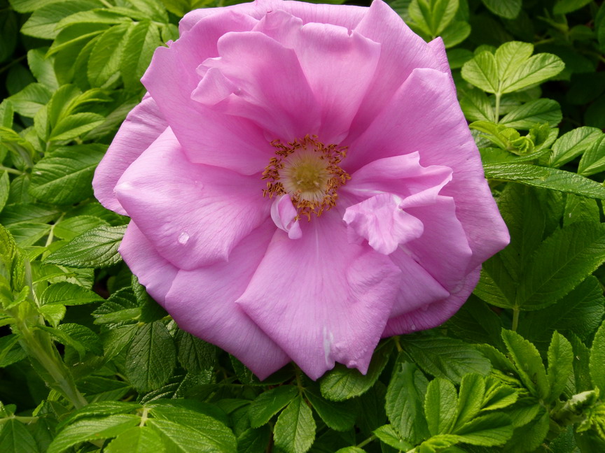 ROSA rugosa Admiration ®