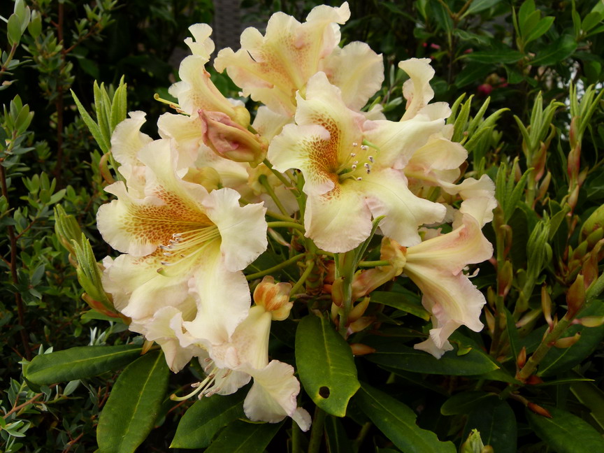 RHODODENDRON yakushimanum Bernstein