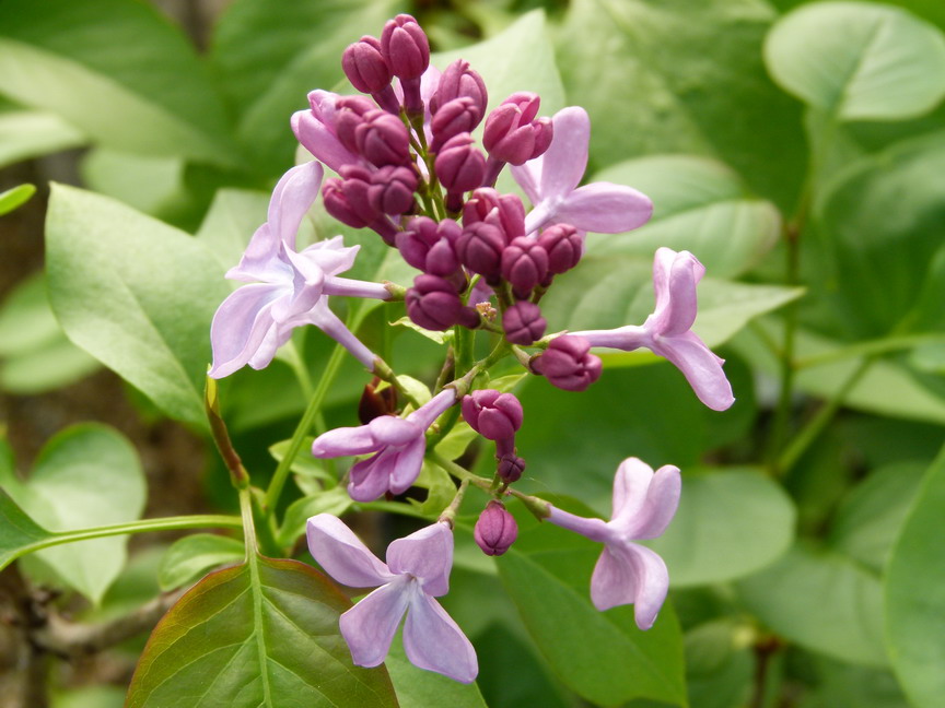 SYRINGA vulgaris Princesse Sturdza