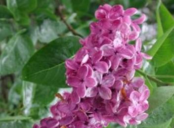SYRINGA vulgaris Souvenir de Louis Spaeth