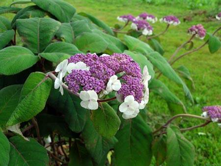 HYDRANGEA sargentiana