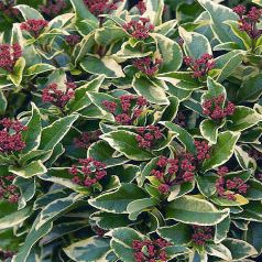 VIBURNUM tinus Variegata