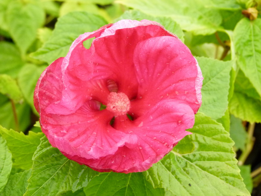 HIBISCUS moschetos rouge