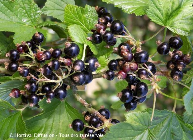 CASSISSIER à fruits Noir de Bourgogne