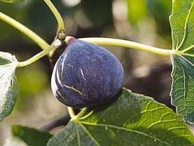 FIGUIER Bellone