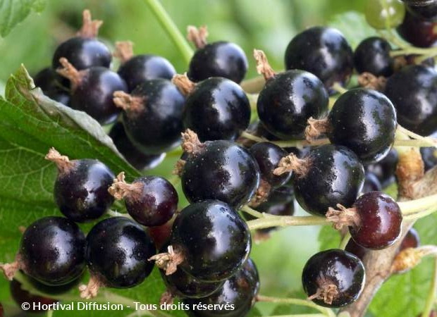 CASSISSIER à fruits Géant de Boskoop