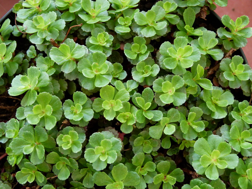 SEDUM kamtschaticum