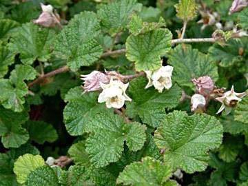 RUBUS Betty Ashburner