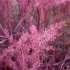TAMARIX ramosissima Rubra