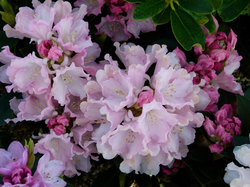 RHODODENDRON yakushimanum Dreamland