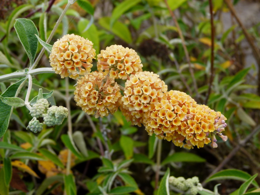 BUDDLEJA globosa