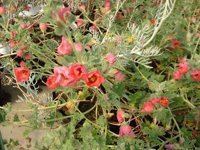 SPHAERALCEA prostata