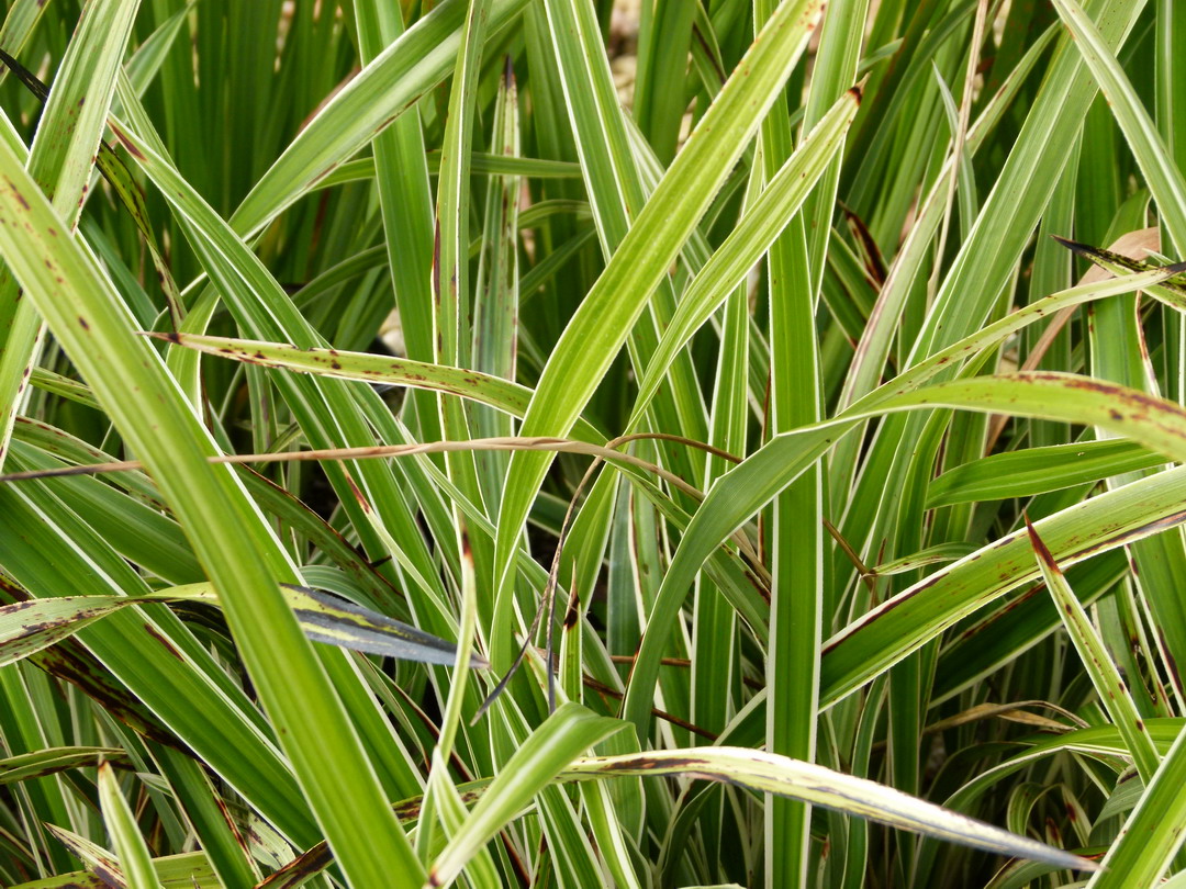 DIANELLA nigra Margaret Pringle