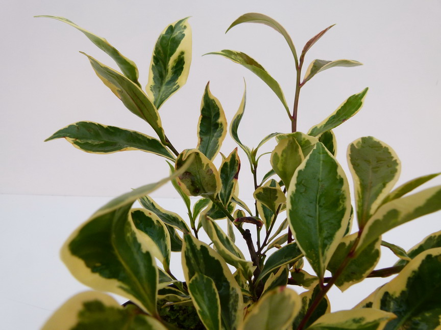 CLEYERA japonica Tricolor