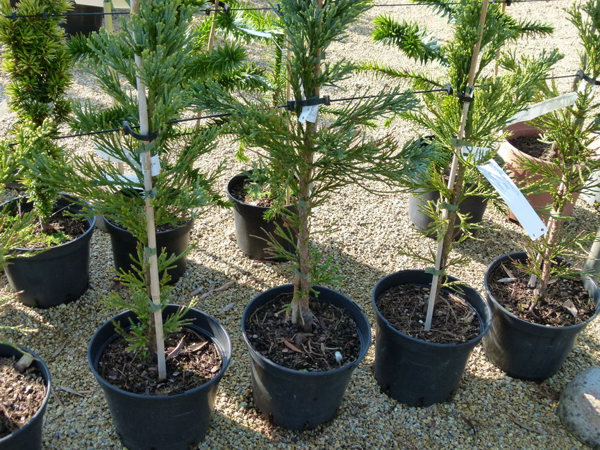 SEQUOIADENDRON giganteum Glaucum
