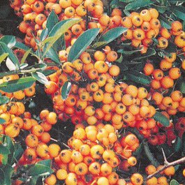 PYRACANTHA Orange Glow