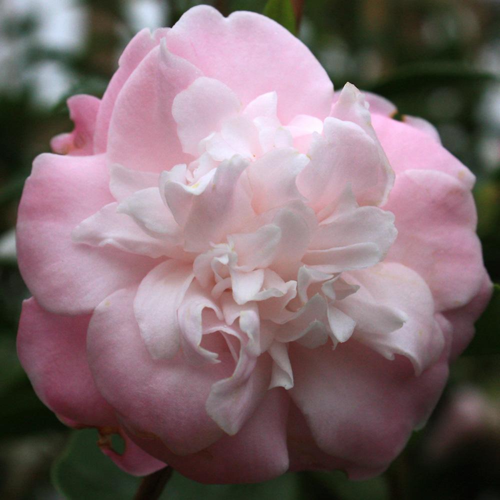 CAMELLIA Sweet Jane