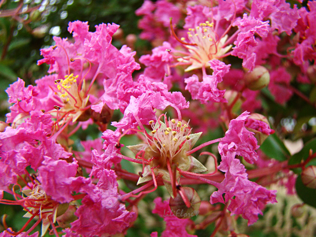 LAGERSTROEMIA indica Petit Pink