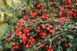 COTONEASTER damneri Coral Beauty