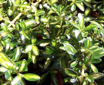 COPROSMA Kiwii Gold