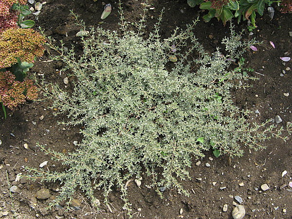 COPROSMA kirkii Variegata