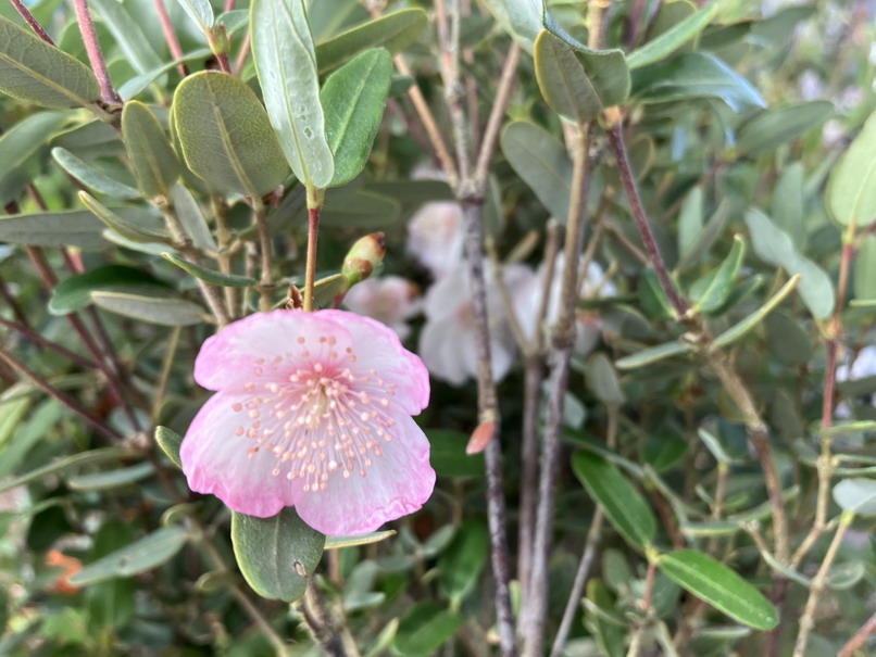 EUCRYPHIA lucida Pink Cloud