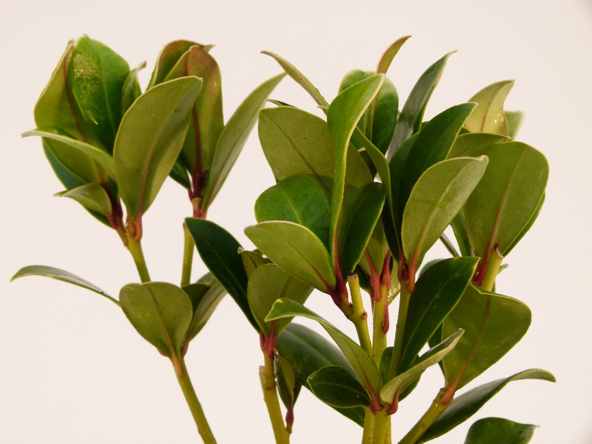 SKIMMIA japonica Nymans