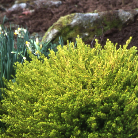 DIOSMA hirsuta Sunset Gold