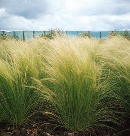 STIPA tenuissima Ponytails