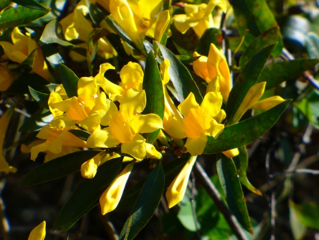 GELSEMIUM sempervirens Florepleno