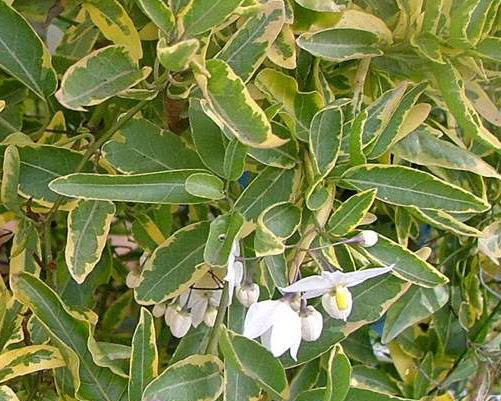 SOLANUM jasminoïdes Aureovariegata