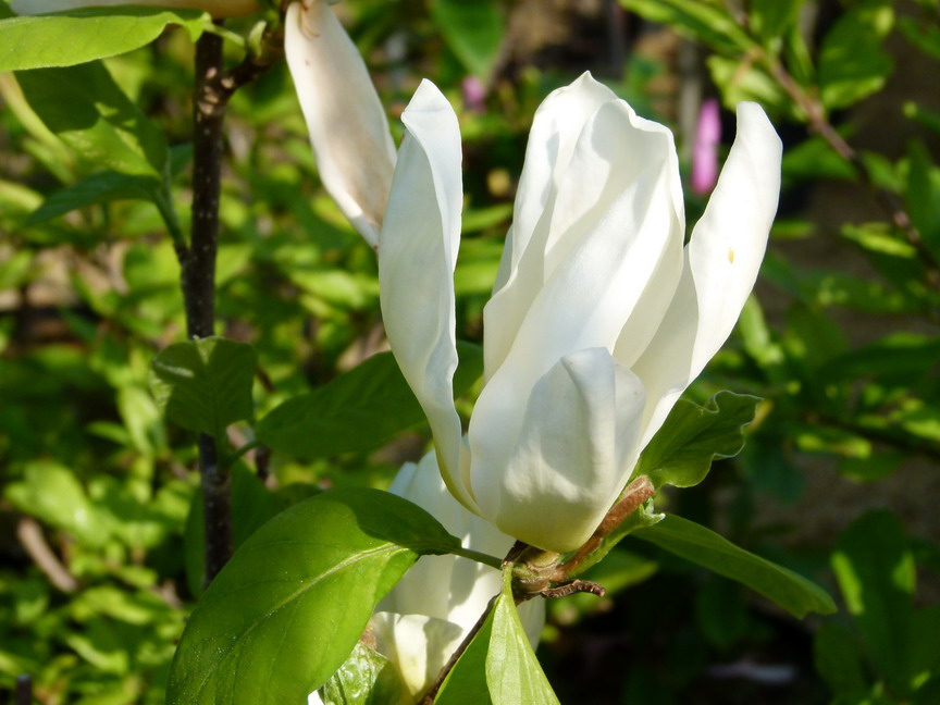 MAGNOLIA x.brooklynensis Elizabeth